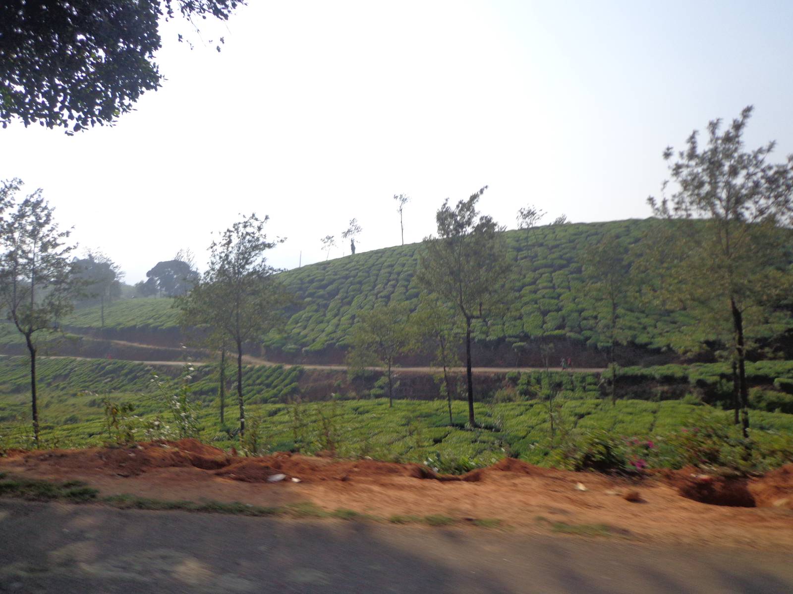 Most of the tea estates nearby were owned by Harrisons Malayalam Ltd.