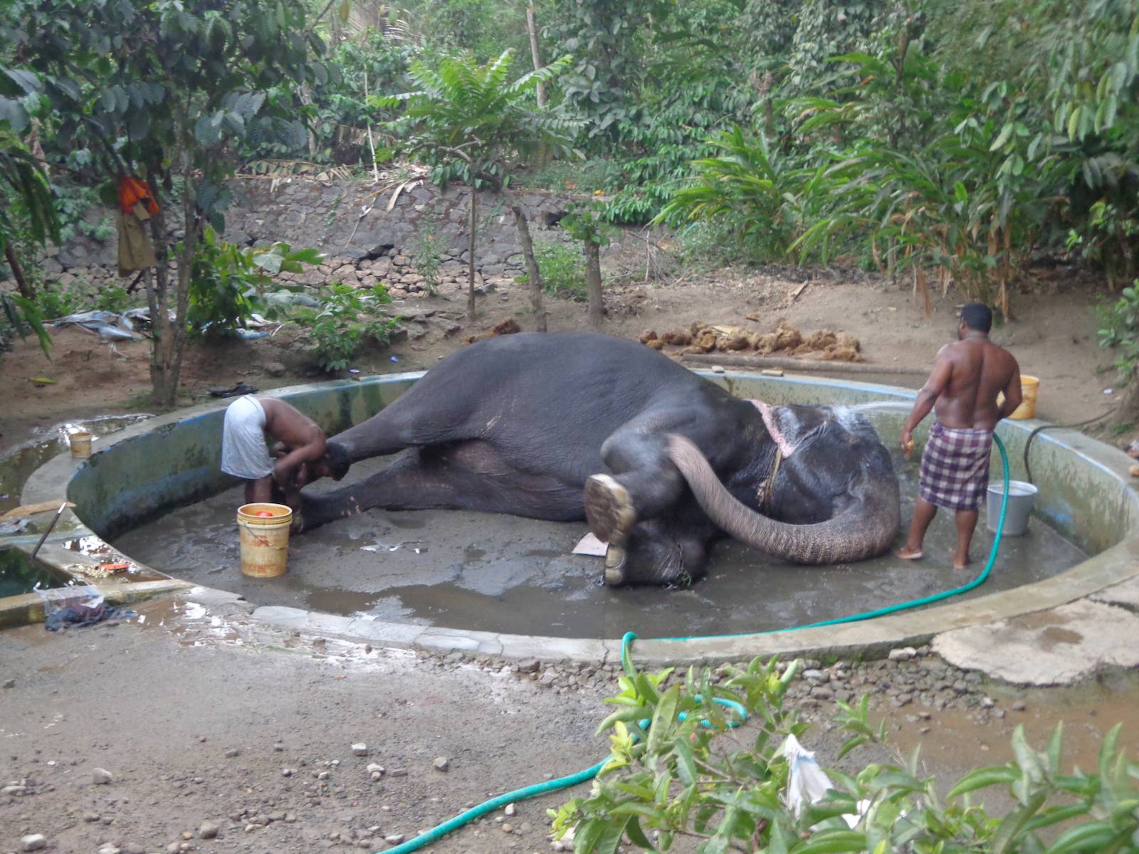 An elephant enjoying a nice bath.
