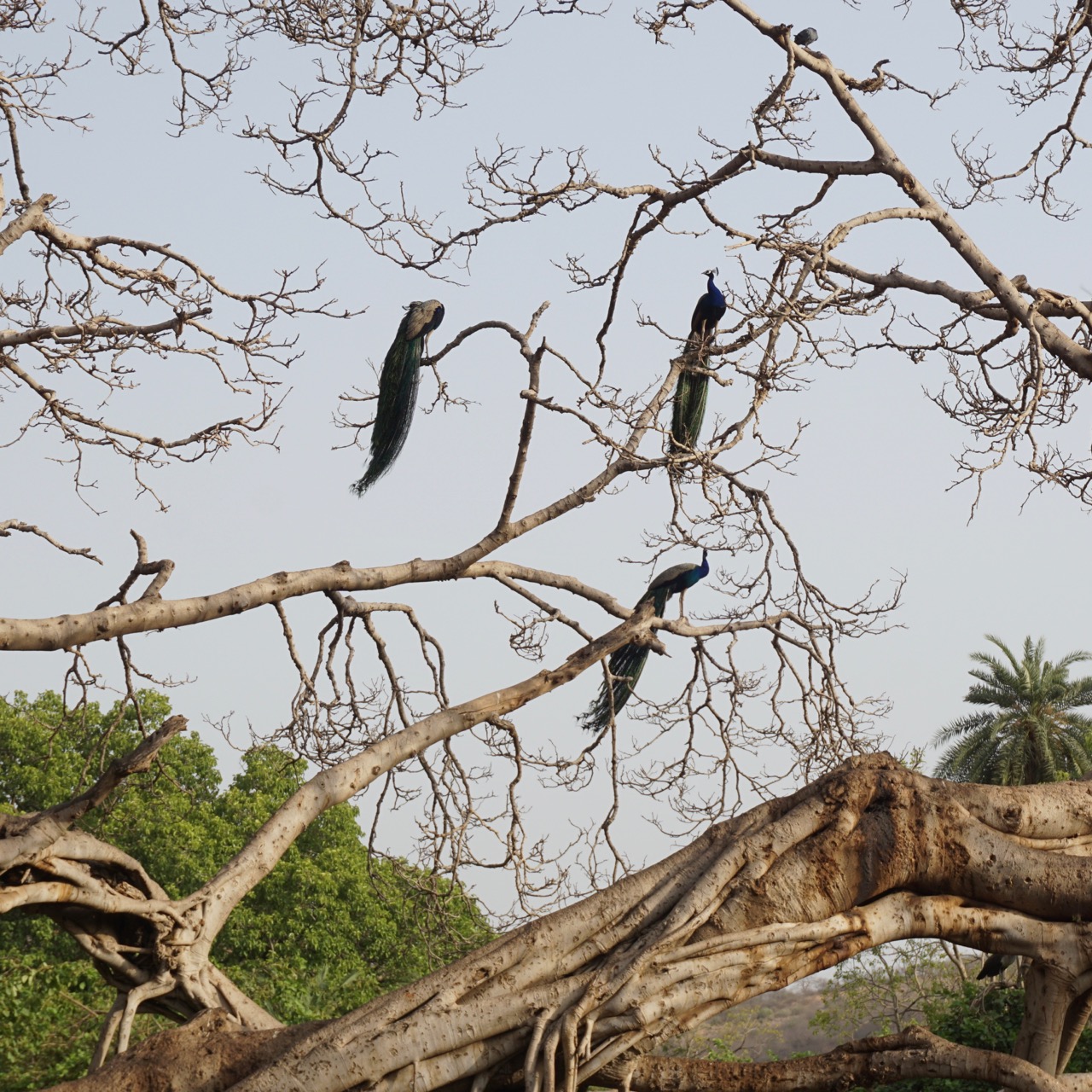Peacocks near the fort.