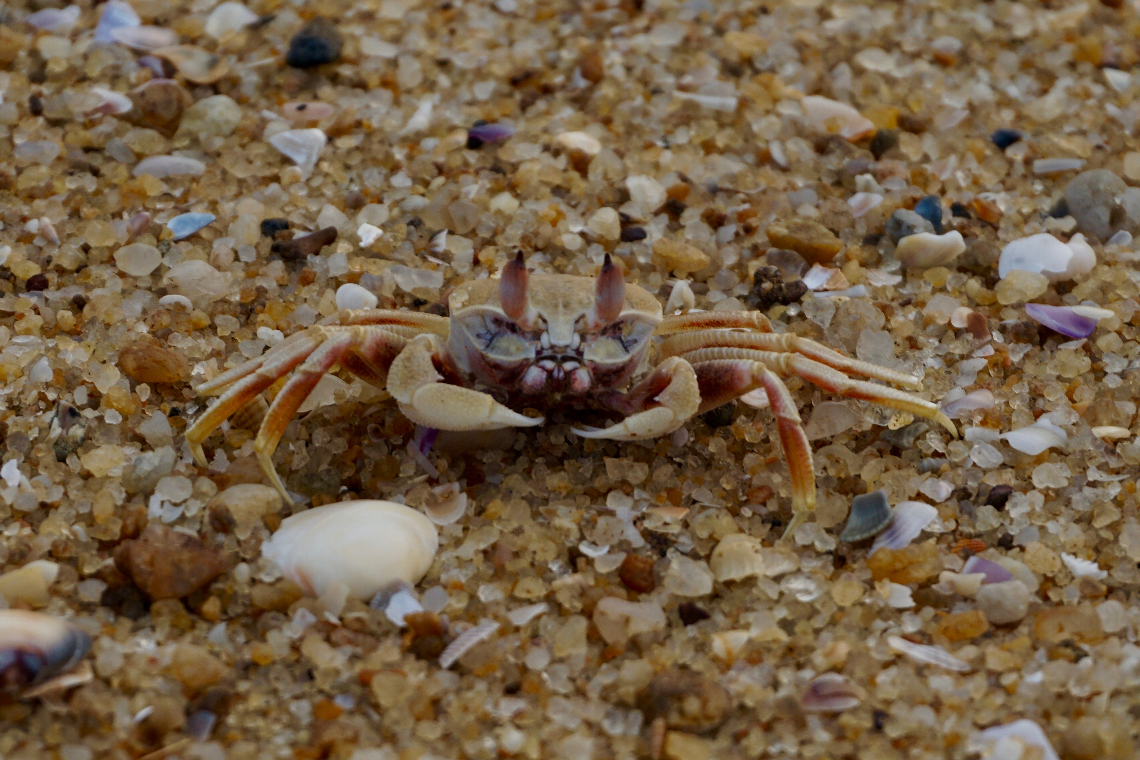 I had chased a lot of crabs. This was the only one that I managed to take a proper photograph of.