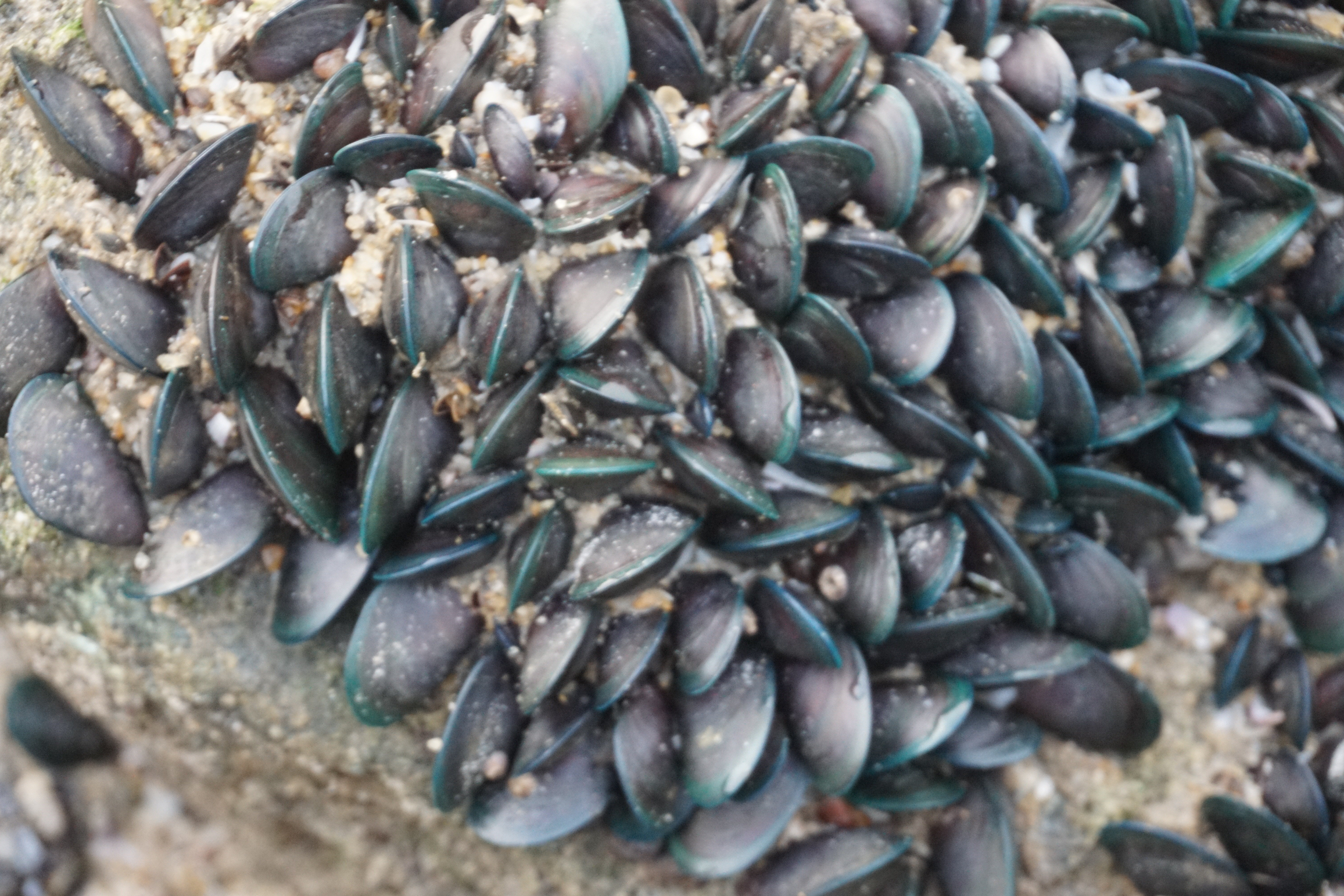 Live oyster colonies on rock.