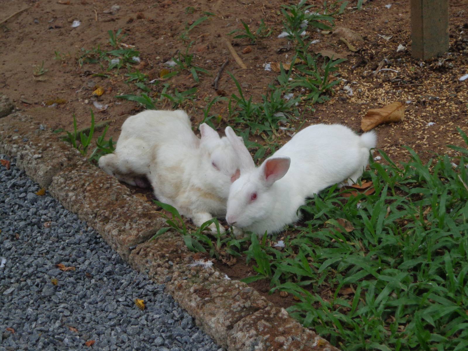 These rabbits were let loose. They are put back inside cages at the end of the day for their own safety.