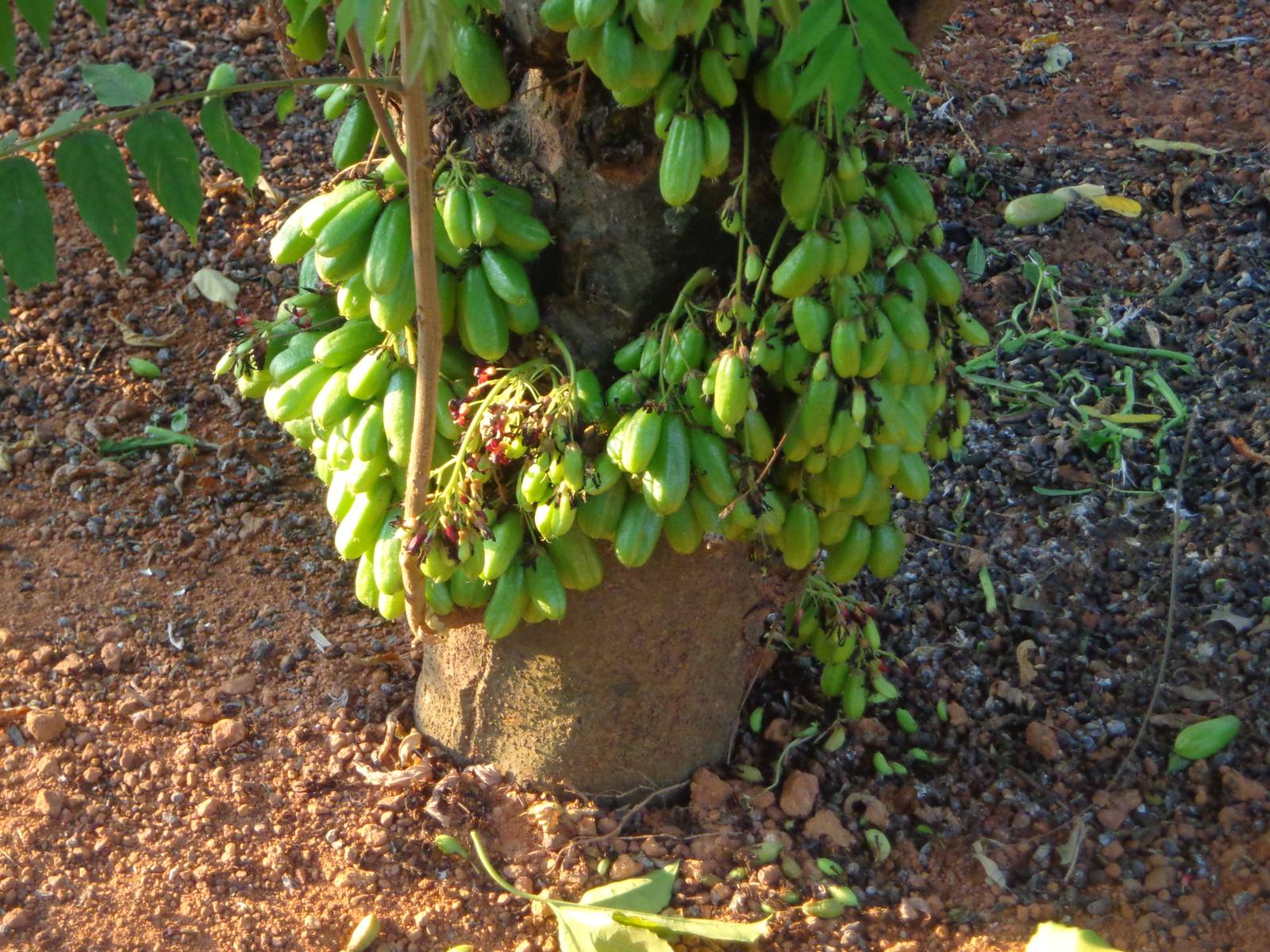 This was labelled as a cucumber tree. I do not know what variety of cucumbers these are.