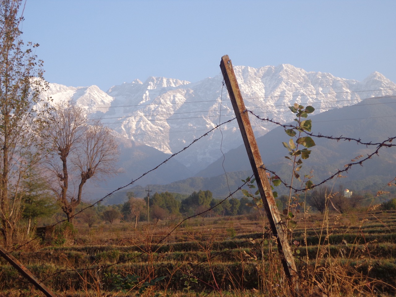 The Dhauladhar range looked brilliant in the clear, morning sky. Yes, I rewrote that sentence again for this caption.