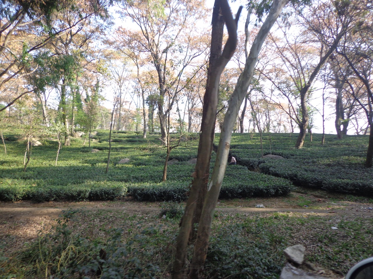 A tea garden near Palampur. The road exiting Palampur from the South-West has lot of tea estates. The co-operative tea factory and the Tea Board office are situated on this road.