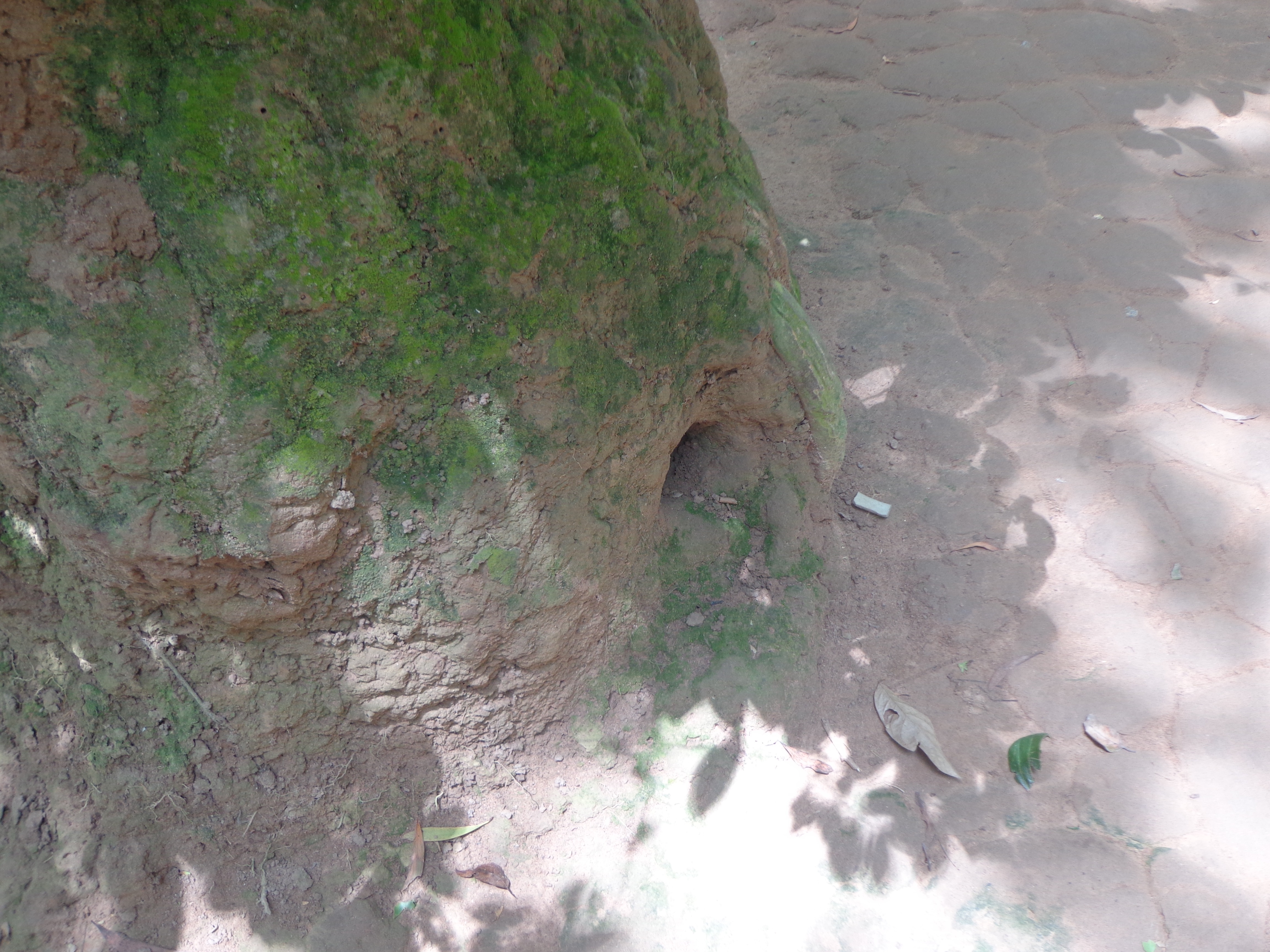An air vent concealed underneath a clay mound at the base of a tree.