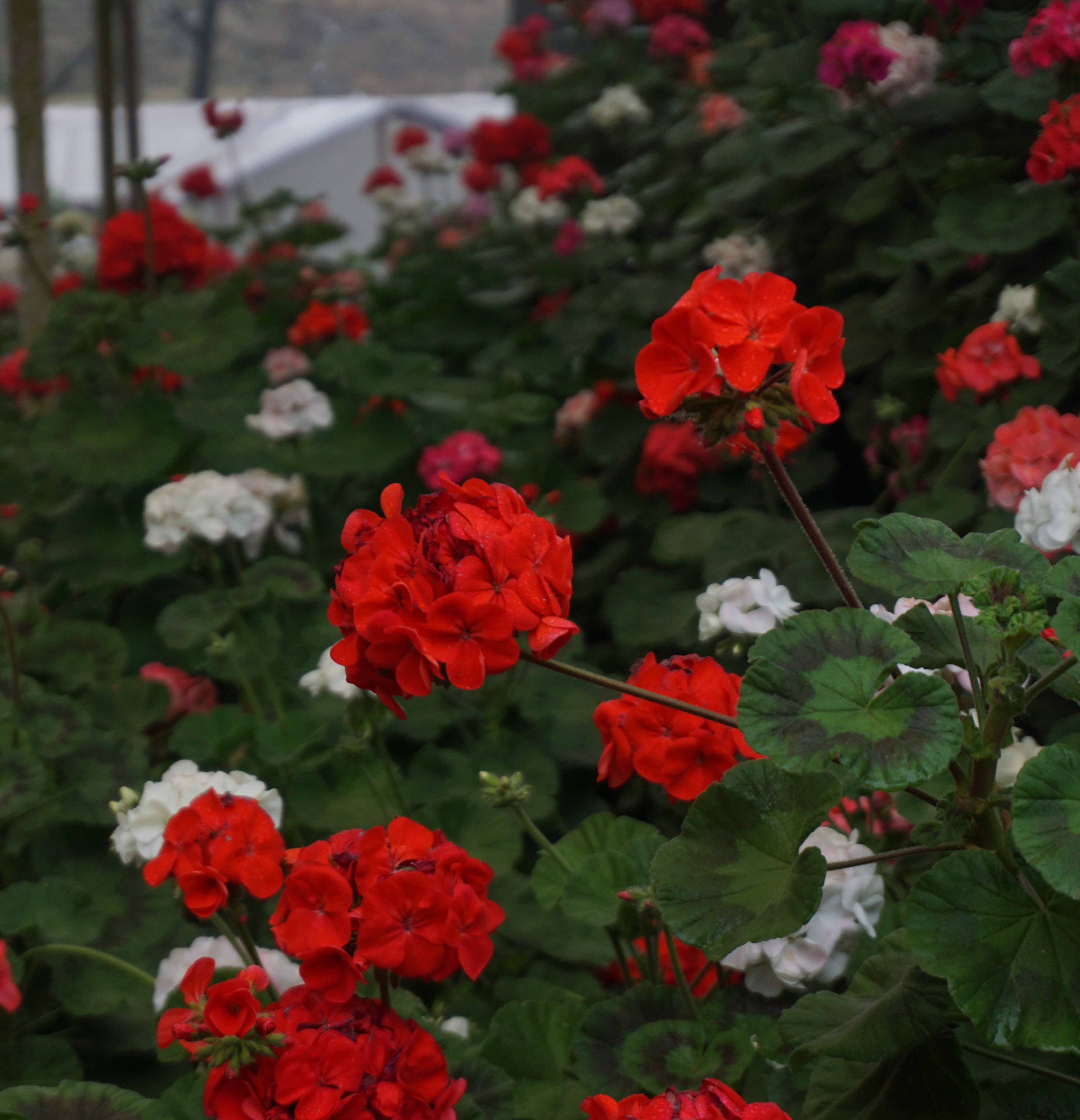 These were being cultivated under a plastic shed.