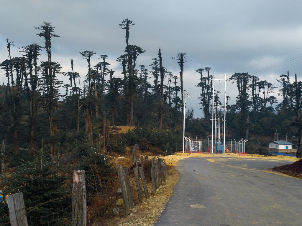 Stunted pine trees with very tall deodar trees near Mandala.