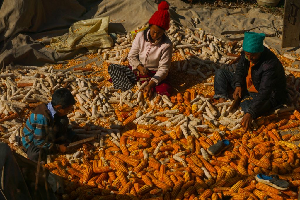 Villagers at Chug separating corn from cobs. They&rsquo;ll be converted into flour and alcohol.