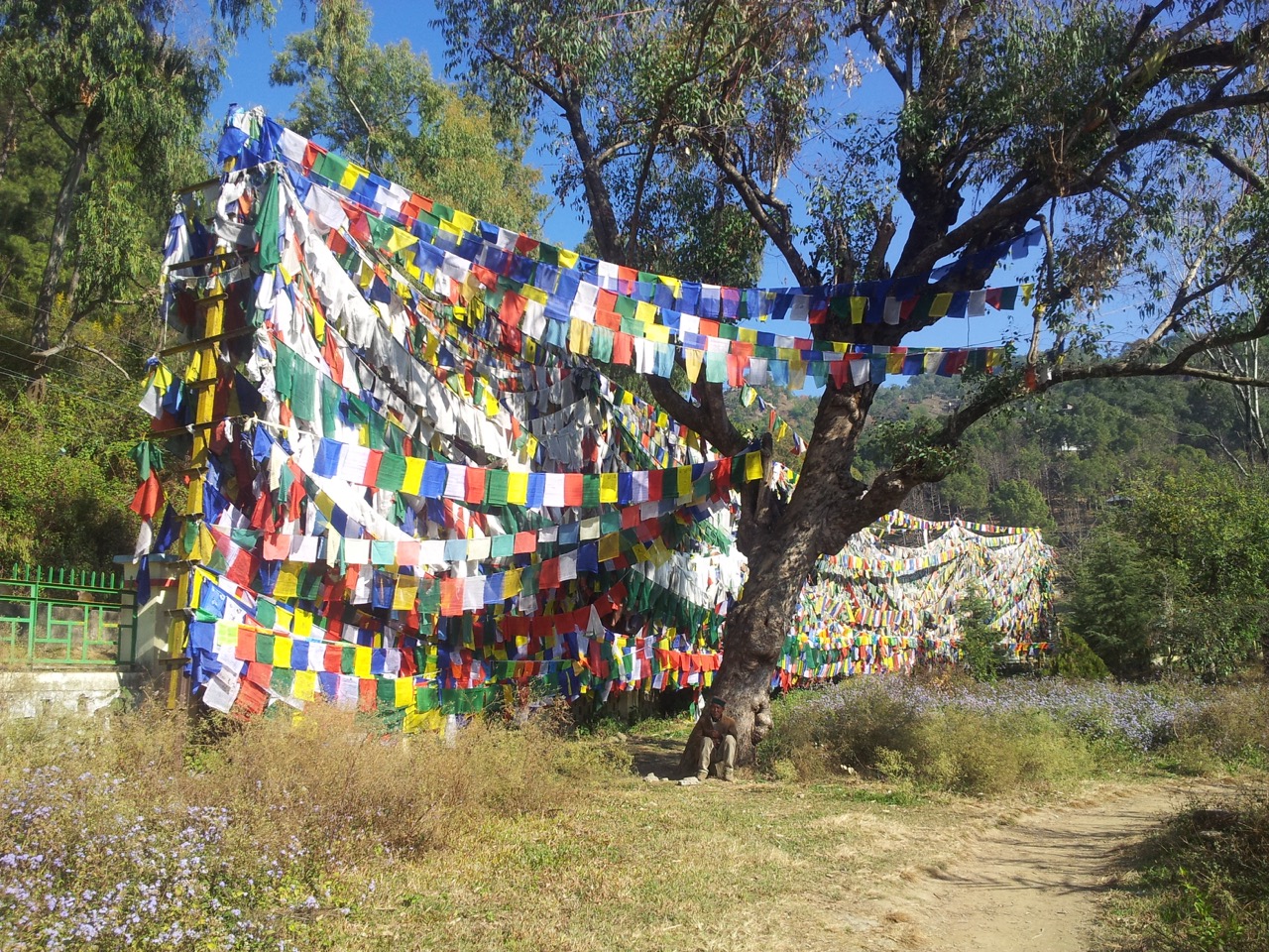 Prayer flags between trees create a wall.