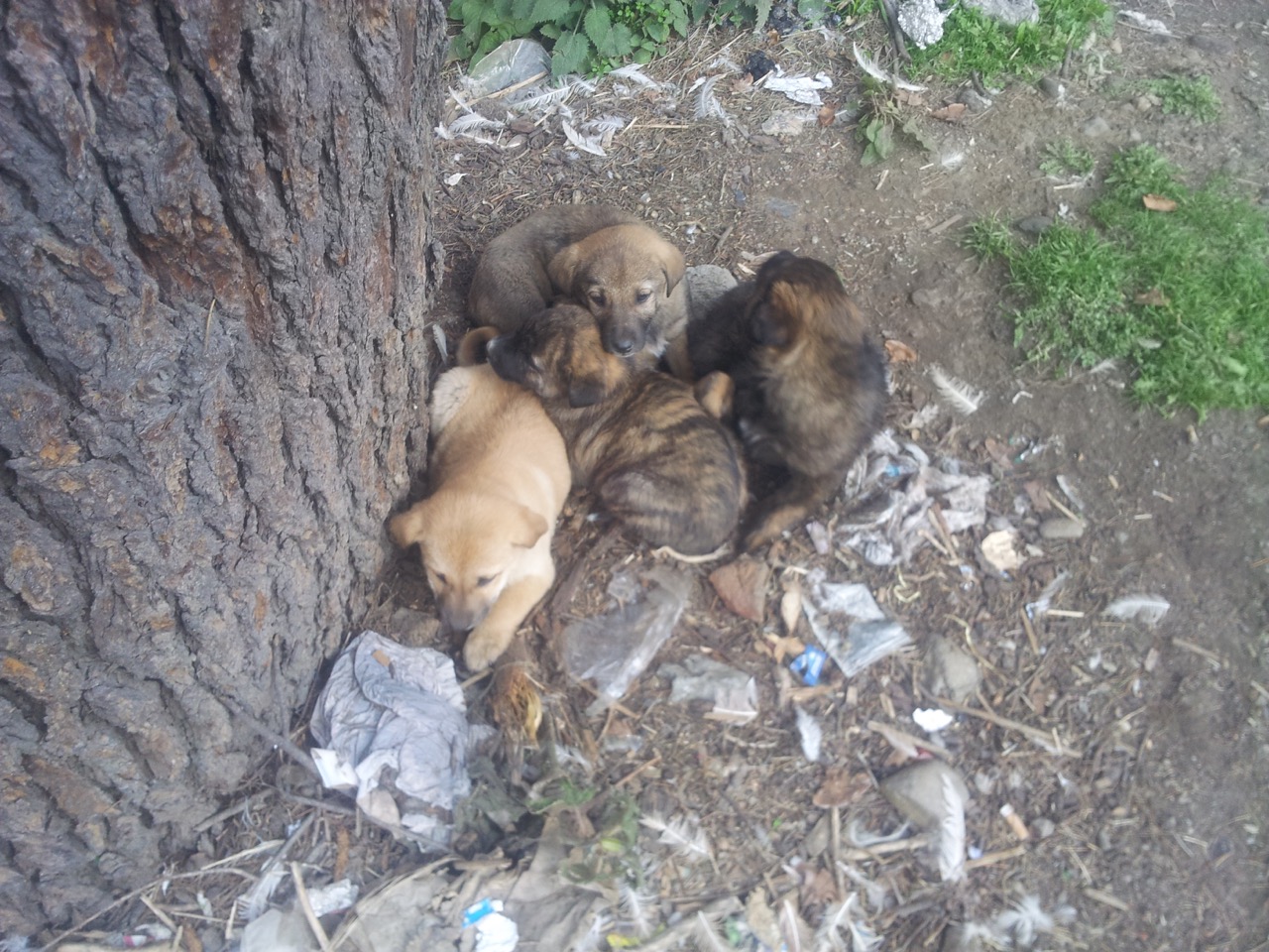 There are actually five puppies. One is hidden underneath the others.