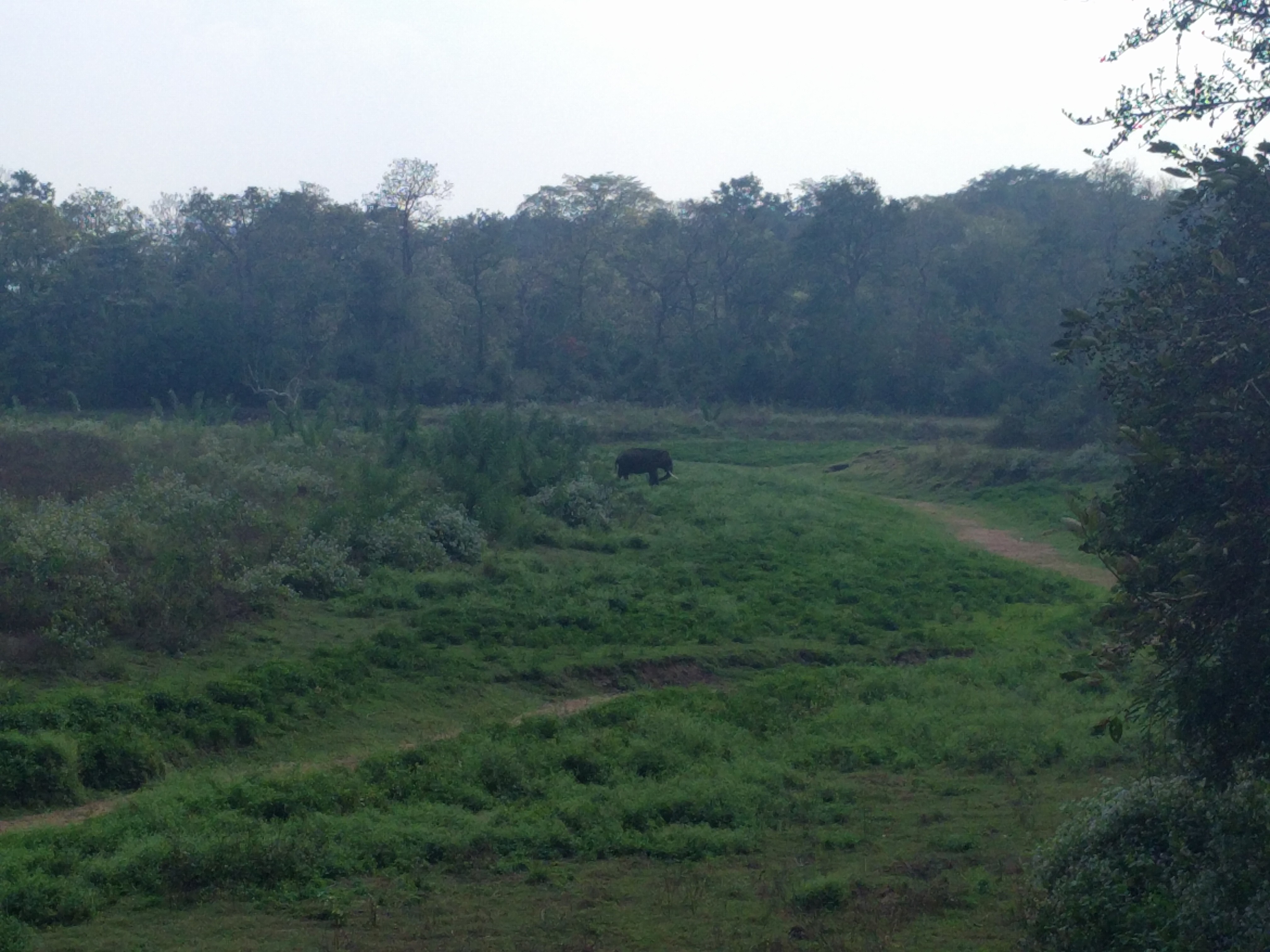 The elephant was quite far. At least my group decided to stop. There weren&rsquo;t any patrolling vans nearby to stop us from stopping.