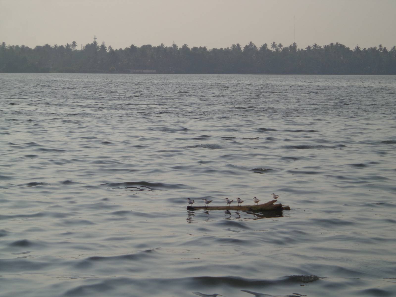 Sea birds taking refuge on a floating log.
