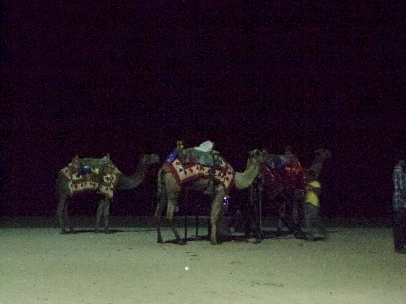 Camels at the beach.