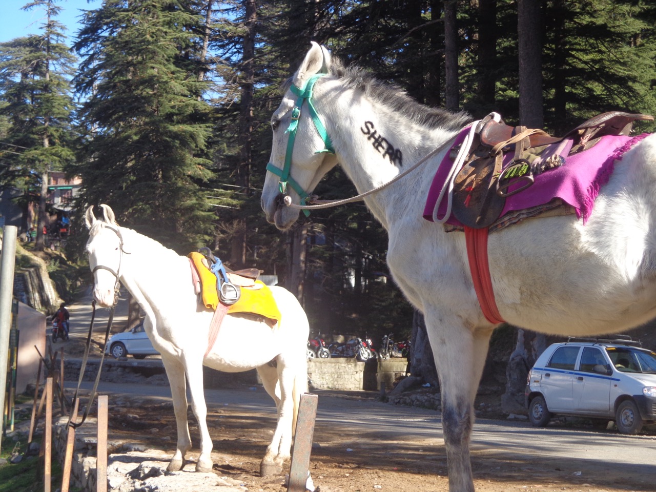 One can book horses and mules for a few minutes of joyride.
