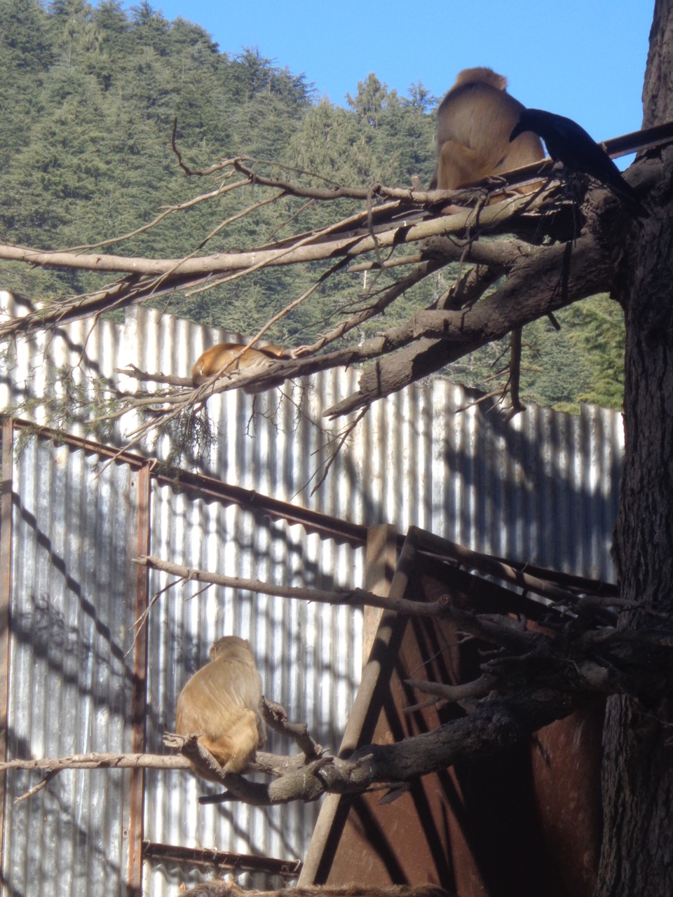 Three monkeys playing at the Khajjiar bus stop.