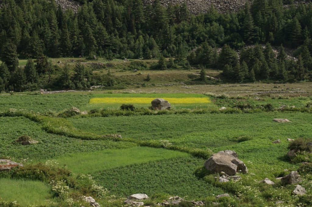 Cultivation along Baspa river. I think the yellow strip is that of mustard plant.