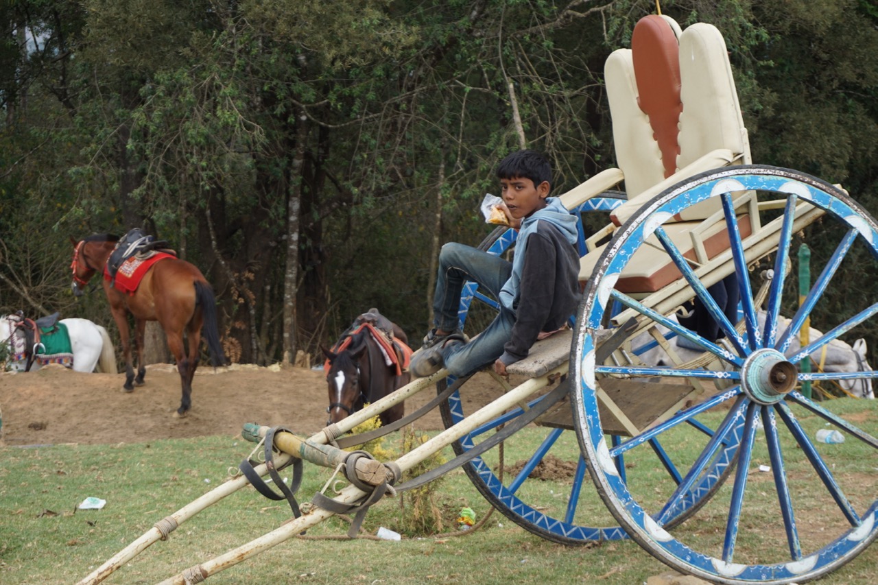 A kid enjoying some savouries on a horse cart.