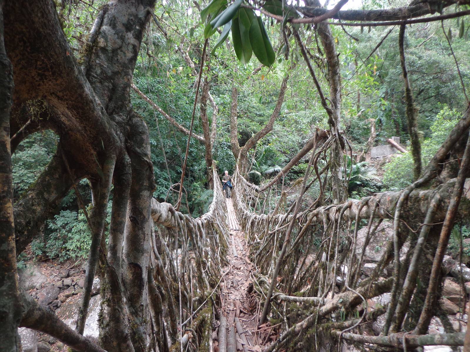 The bridge, up, close. These roots are deceptively sturdy.