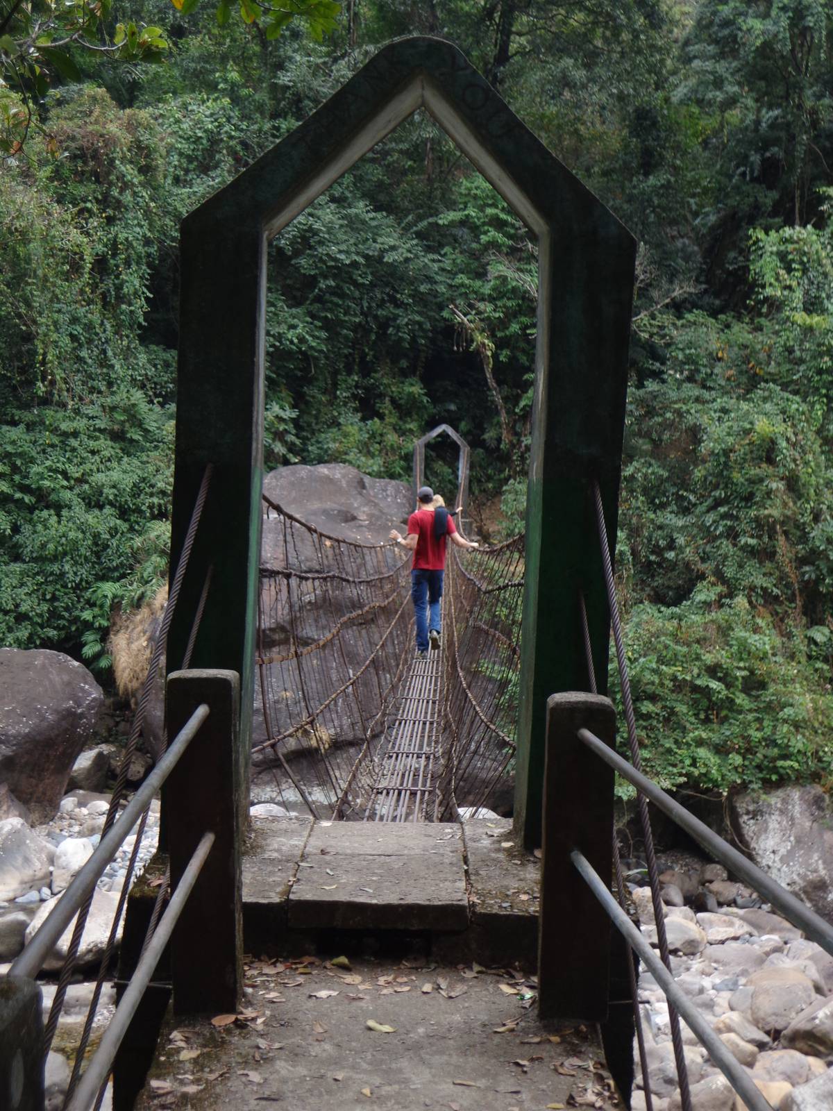 There are regions where modern cable bridges have replaced the traditional living root bridges.