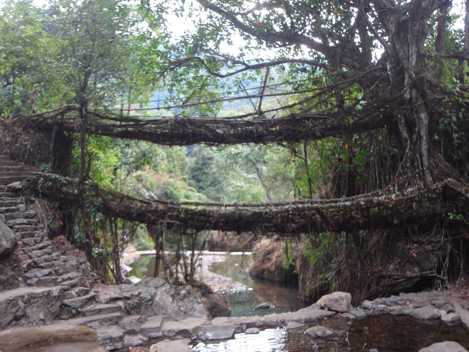 The double decker living root bridge at Nongriat.