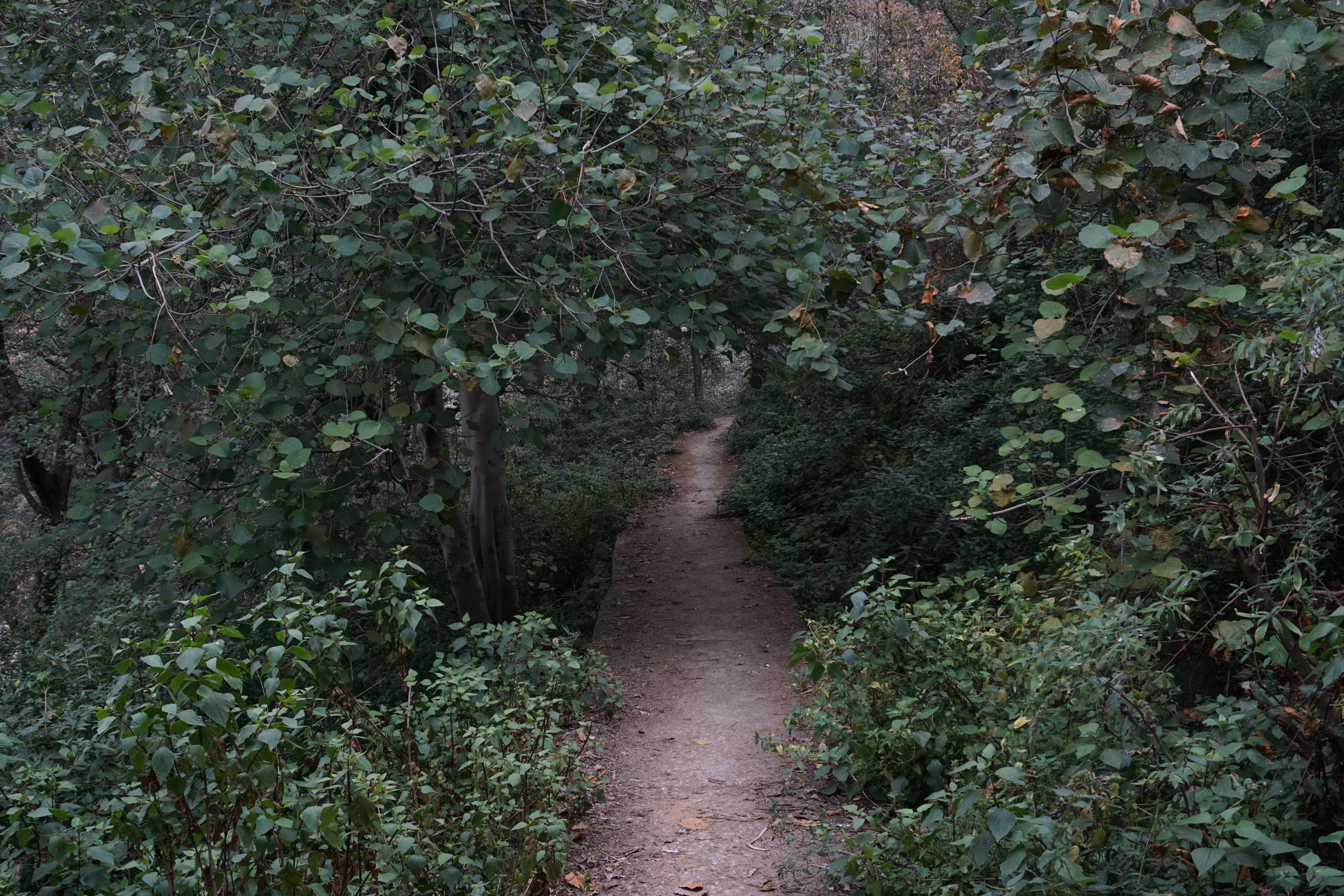 The trail was mostly exposed through open patches. Sometimes it had concrete roads passing through shades like these.