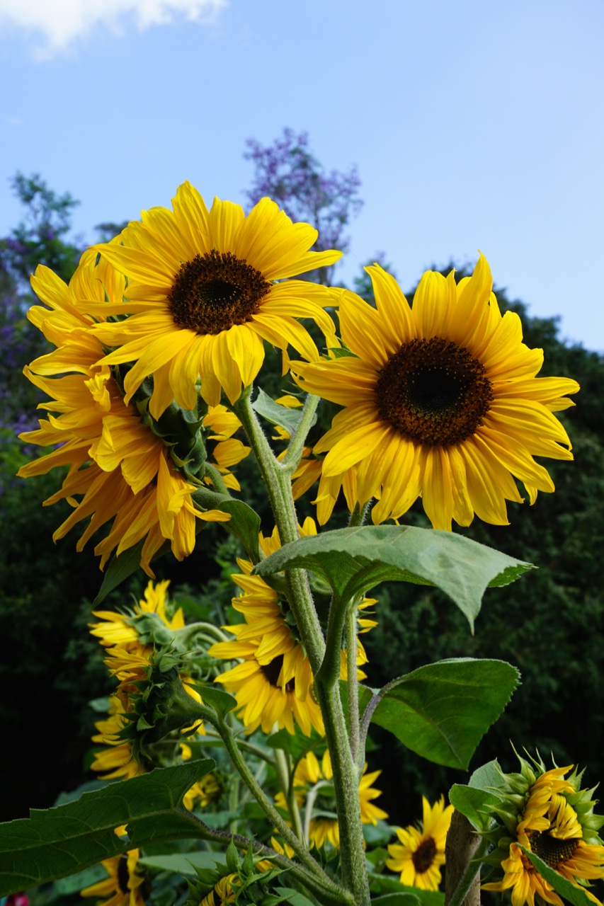 Some more camera-show-off stuff.