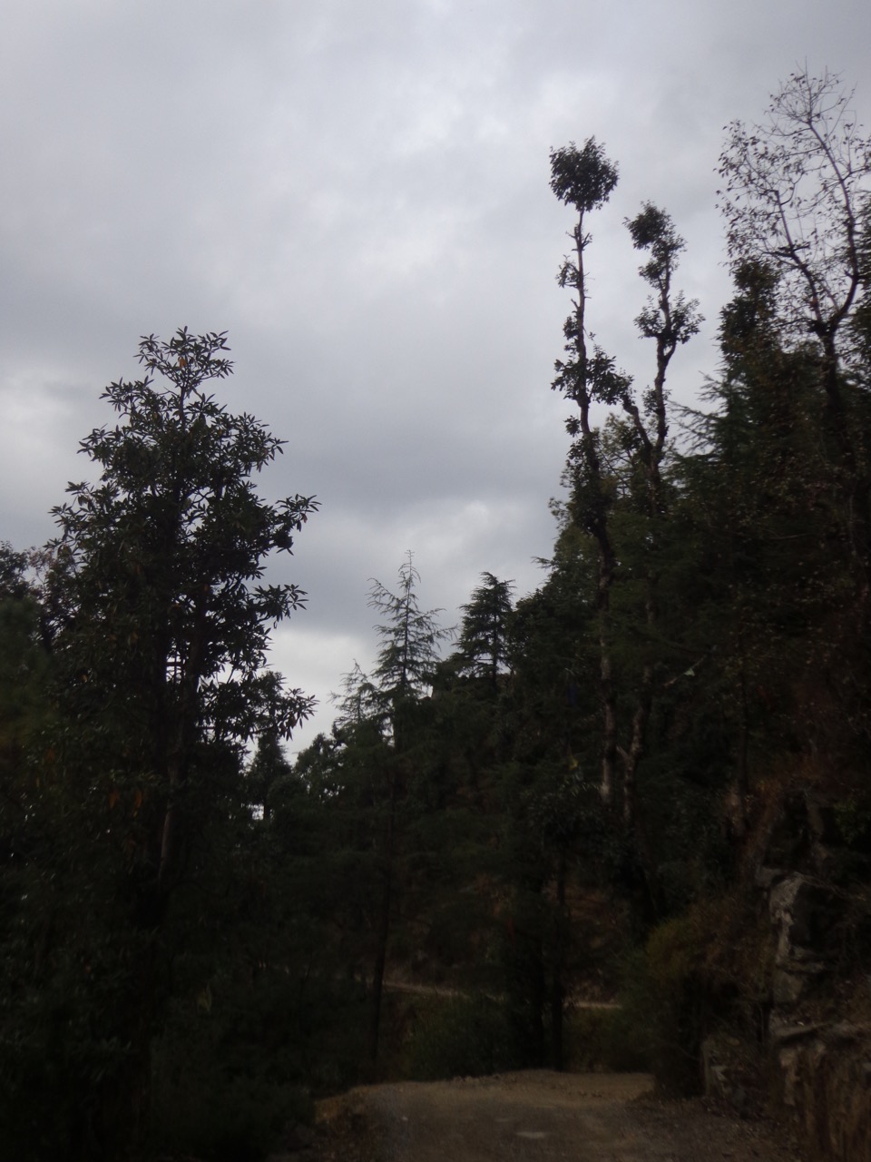 The longer road offered some great views of the forest on the slopes of the mountains.