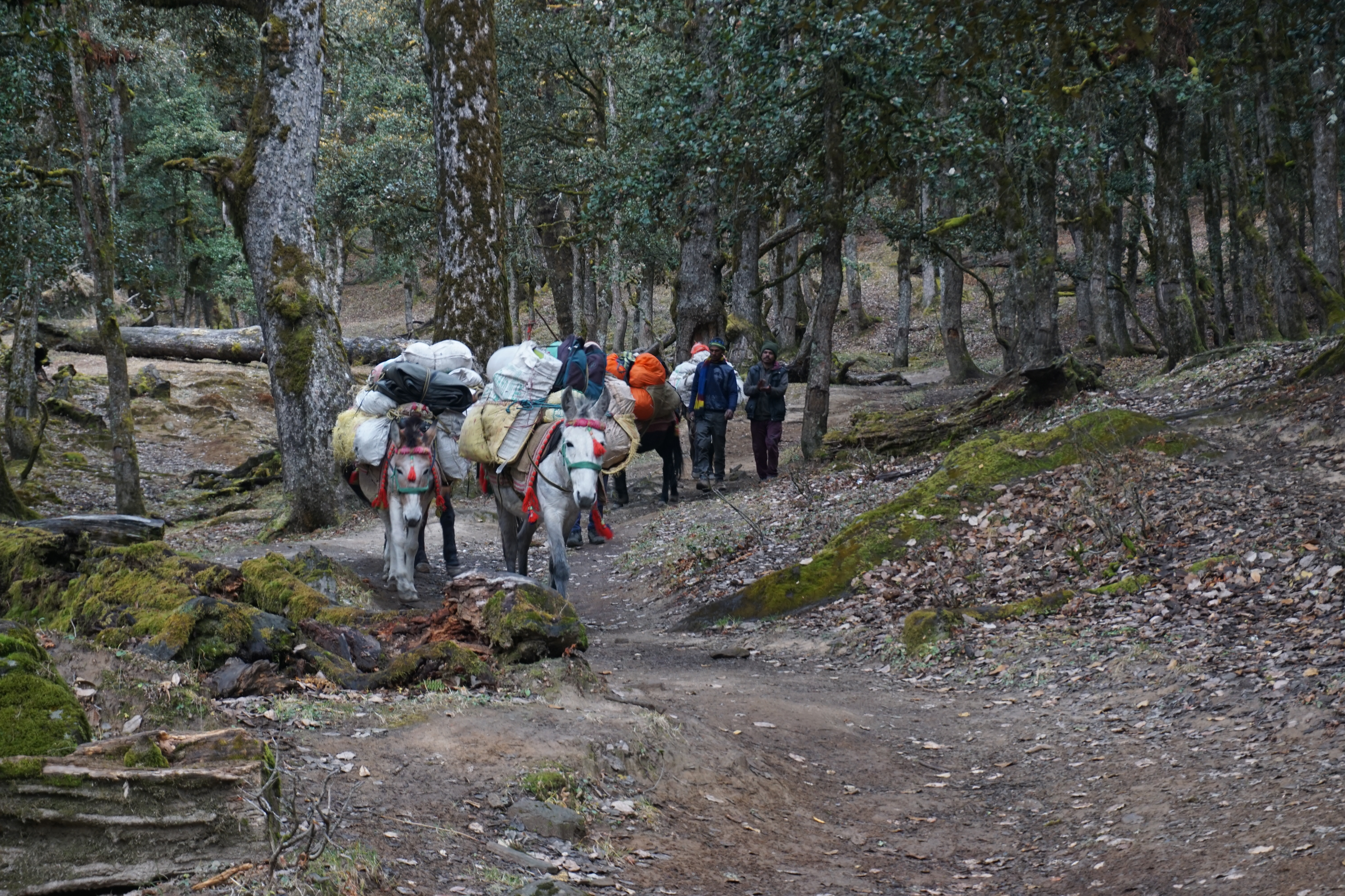 Mules carried back gear and ration of the group that had successfully completed the Kuari Pass trek.