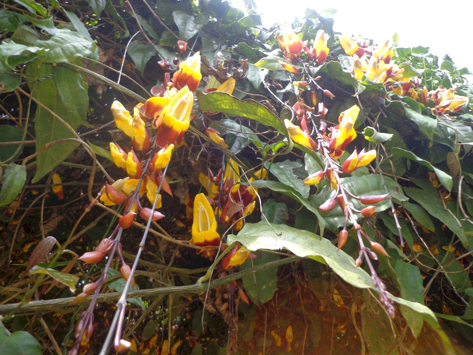 An interesting flower called Ladies Shoe.