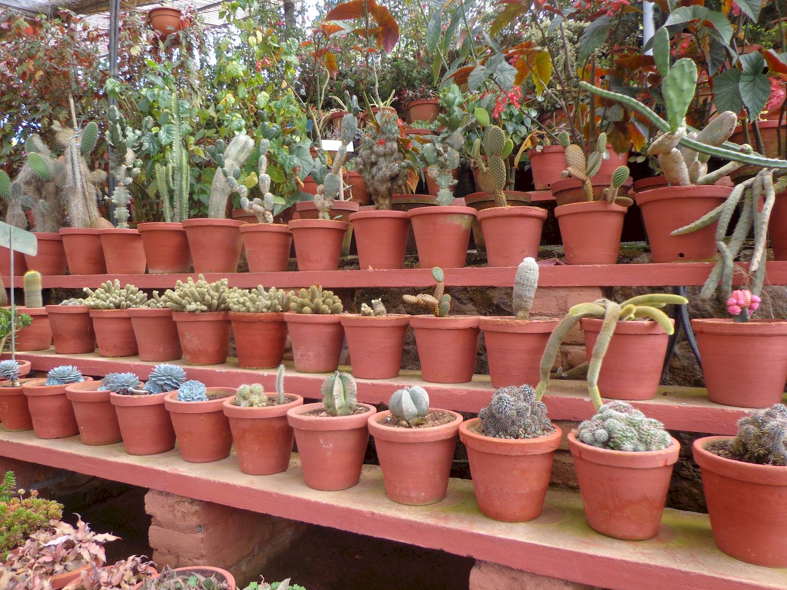 Rose Garden had an entire section of cacti.