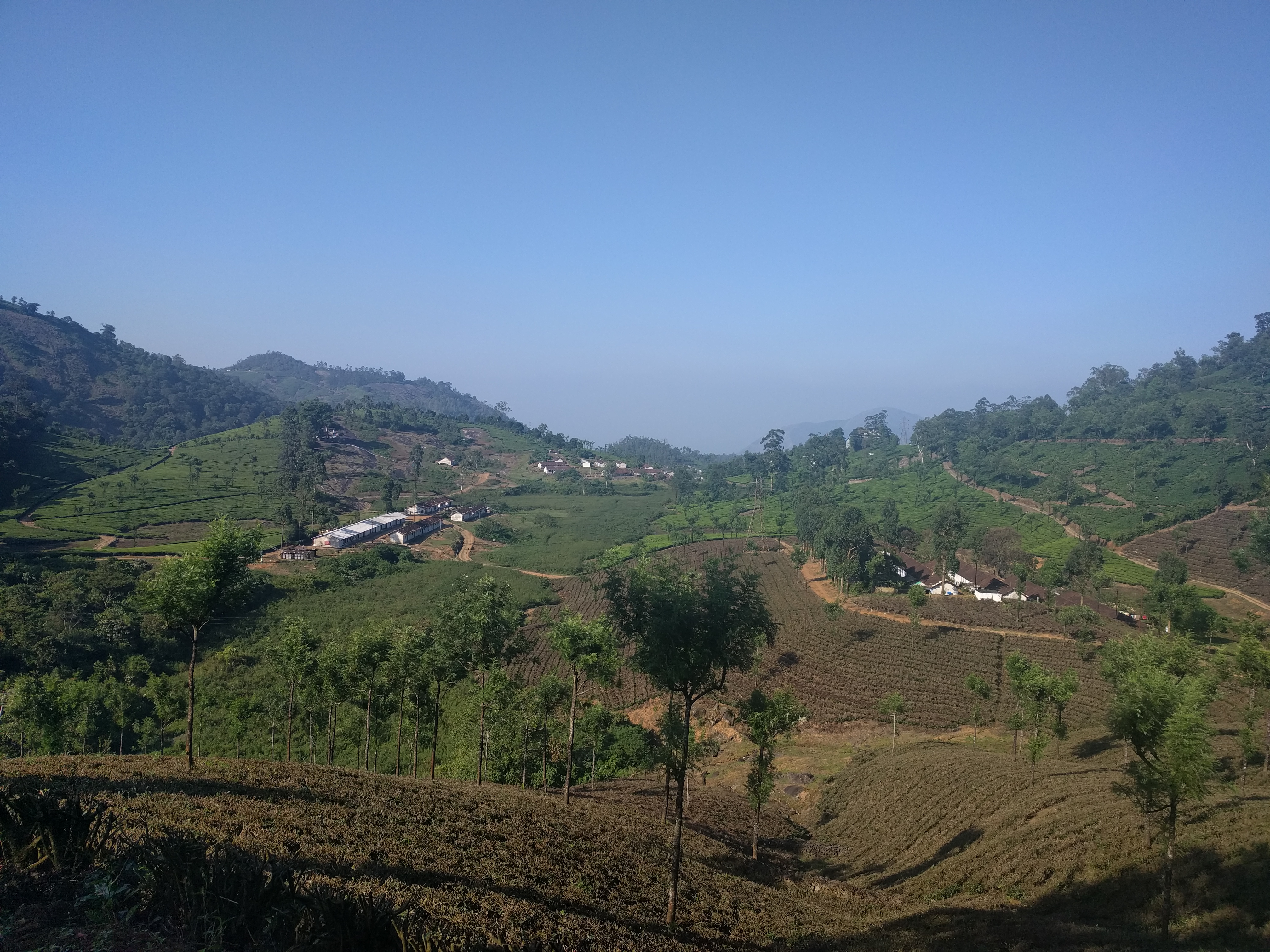Valparai tea estates.