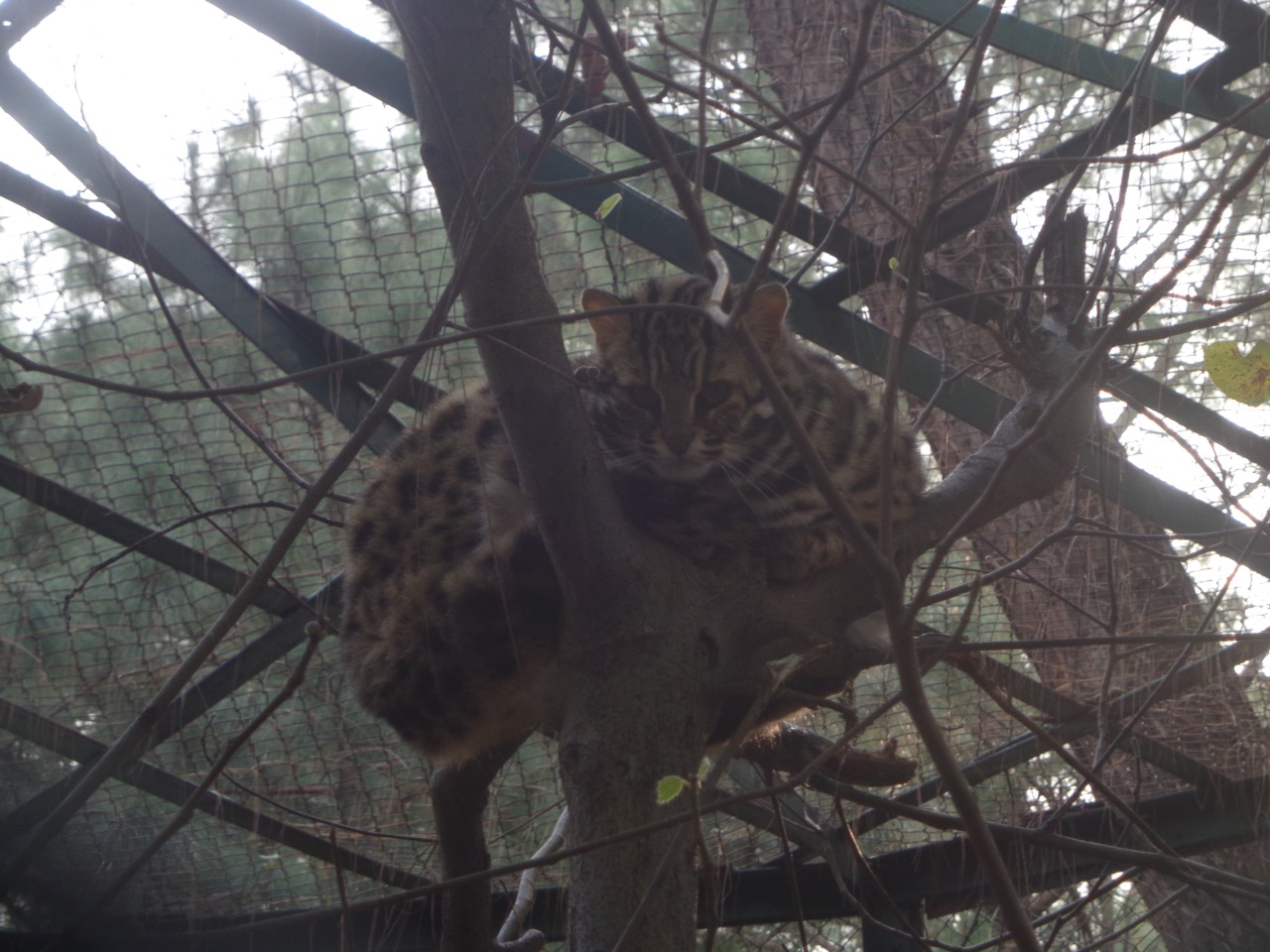 The lone Leopard Cat in the zoo.