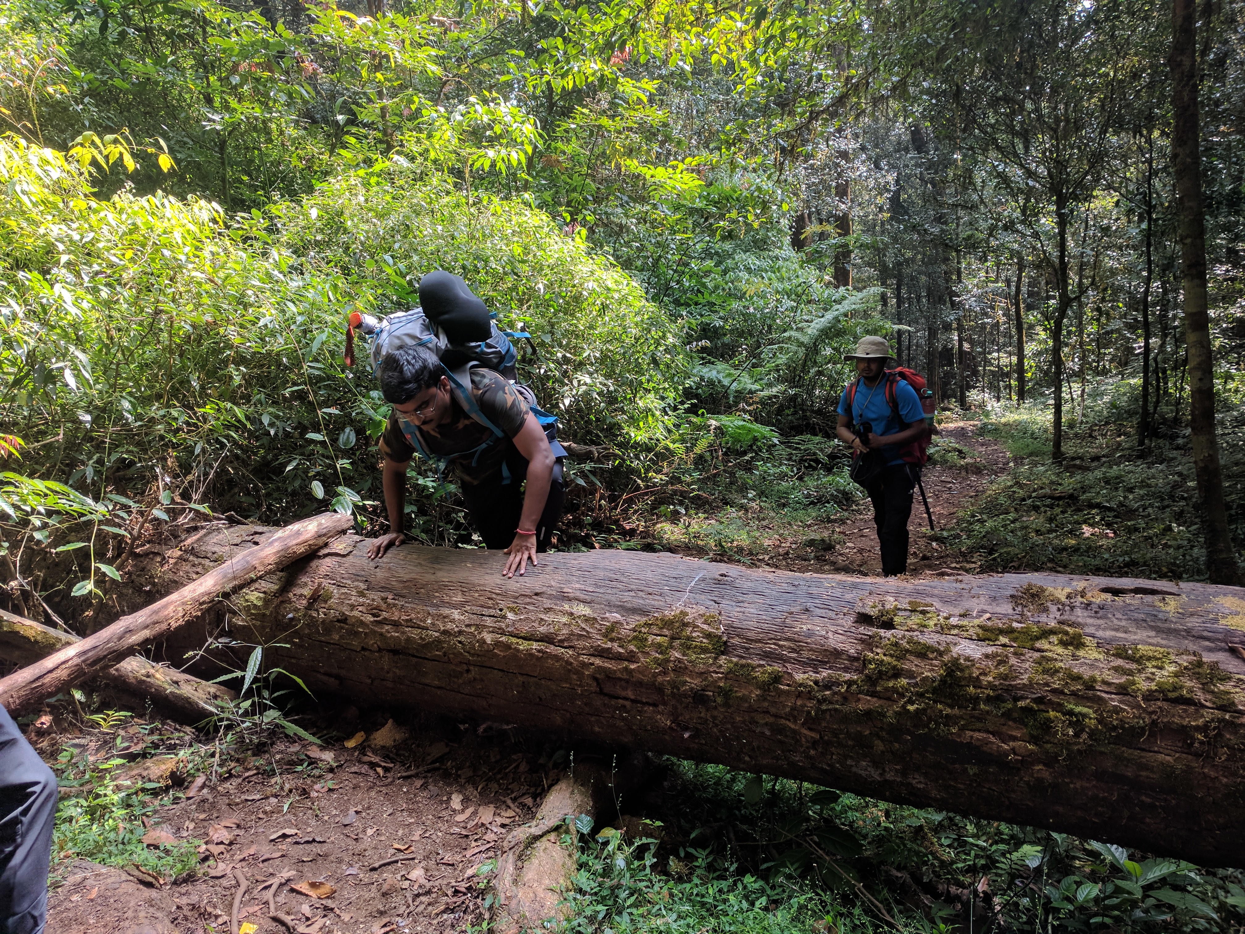 Arka navigating a fallen tree trunk.