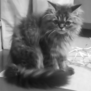 Fin! (This Maine Coon is Subhajit’s niece’s pet.)