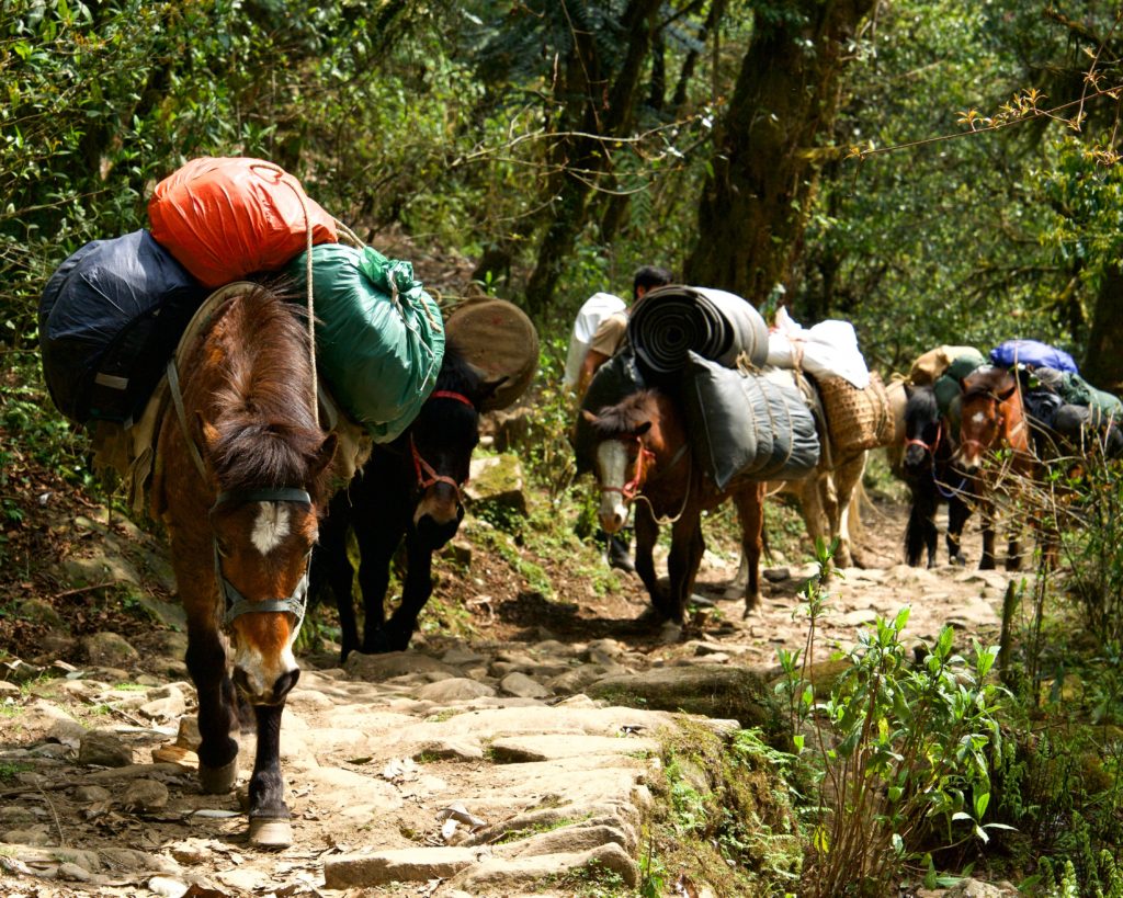 Mules carrying our supplies to Tsachen.