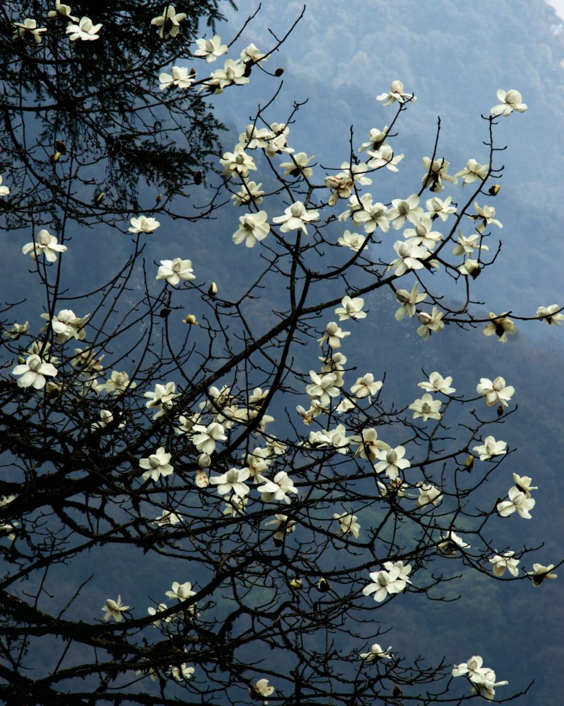 Magnolia: This is one of the best clicks I have taken during this trip.