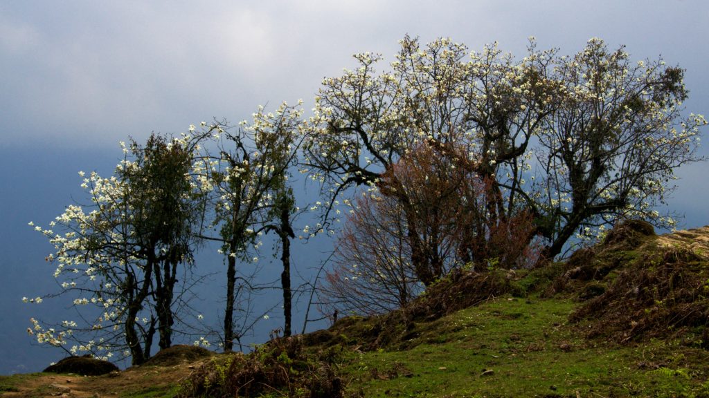 An array of Magnolia trees