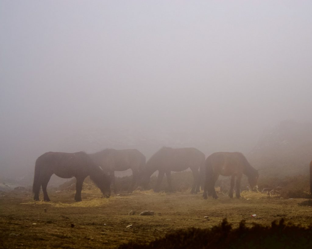 A herd of mules grazing at Doring.