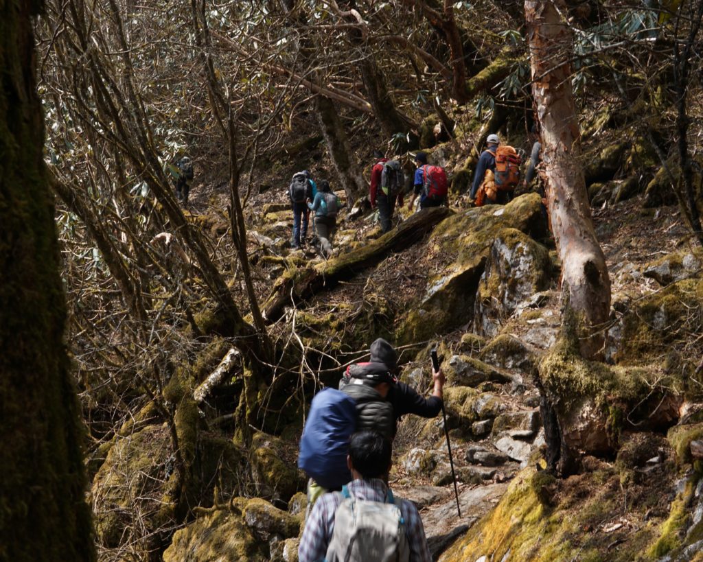 The trail from Kokchurang to Phedhang passed through these rhododendron forests.