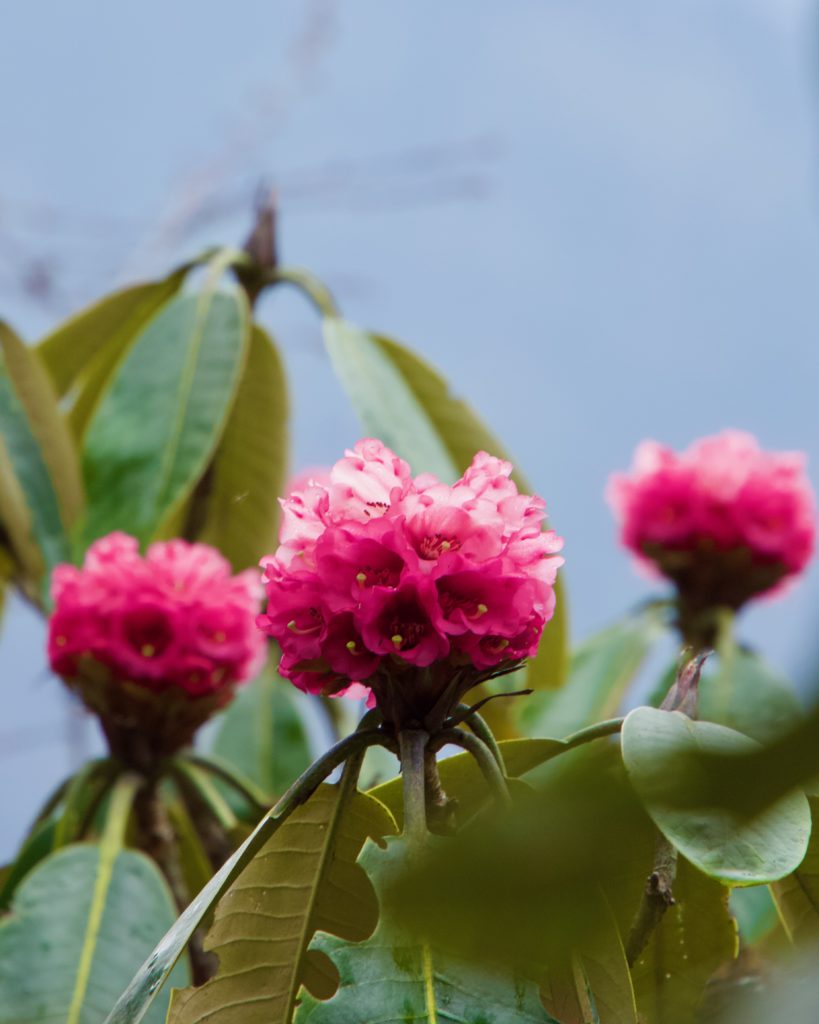 A pink rhododendron&hellip;