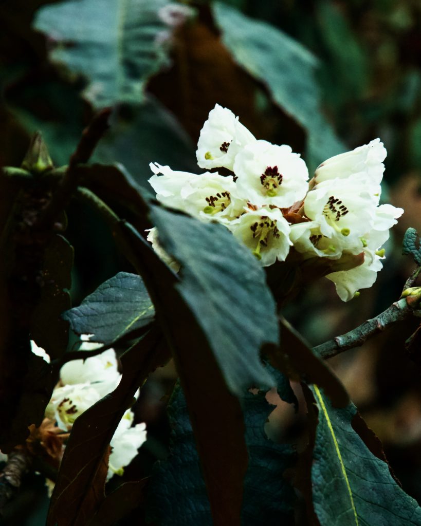 &hellip;and a white one.