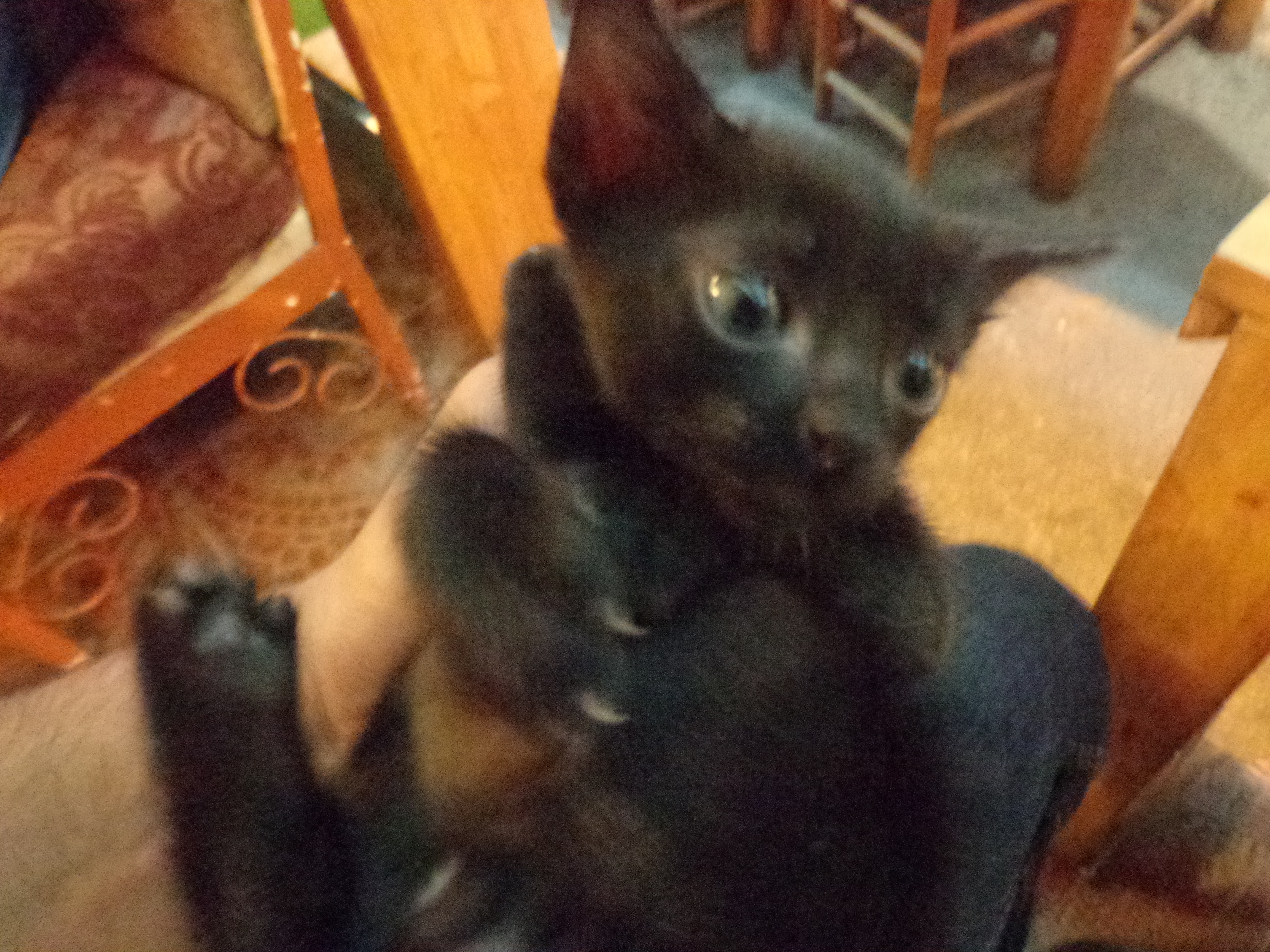 Tiny’s restaurant had two two-week old kittens. Here is one of them.