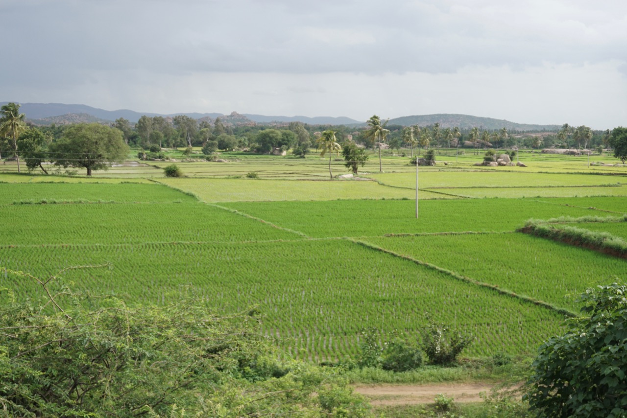 No matter where we looked at, all we saw were rice fields on either side of the highways.